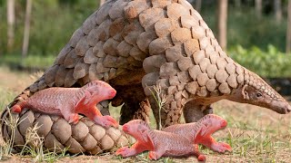 How Pangolin Gives Birth To Cute Baby [upl. by Zacek]