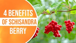 Schisandra Berry  4 Benefits Blood Flow Cure ED Adaptogen AntiInflammation [upl. by Lleinnad433]