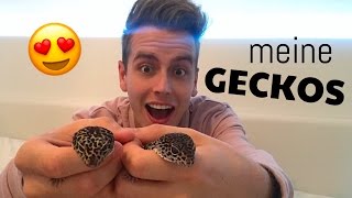 DAS SIND MEINE GECKOS 😏😍😍  Julienco [upl. by Nerhe678]