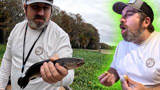 MUDFISH Bowfin  Catch Clean Cook [upl. by Eenor323]