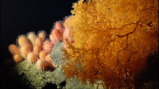 Ecosystems of Importance  Seamounts of the SE Pacific  Week 5 [upl. by Taft745]