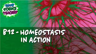 AQA GCSE 91  B12 HOMEOSTASIS IN ACTION [upl. by Ardisi]