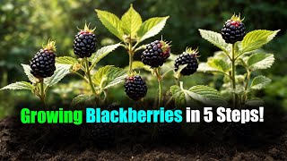 Mastering Blackberry Gardening Growing the Best Blackberries in 5 Steps [upl. by Duffy]