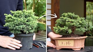 Indoor Bonsai All You Need To Know [upl. by Anailuy]