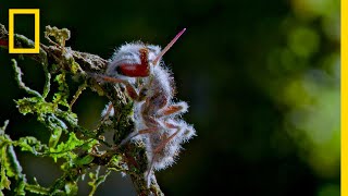 Zombie Parasite Cordyceps Fungus Takes Over Insects Through Mind Control  National Geographic [upl. by Nolur545]