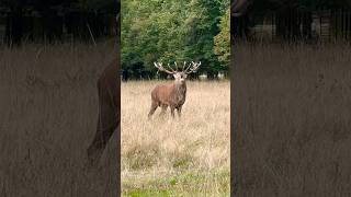 Red Stag Roaring and Grunting reddeer animalsounds shorts [upl. by Iaverne432]