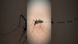 Mosquitoes Tiny Insects with a Big Impact  Disease Spread amp Prevention [upl. by Thistle]