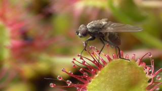 Rundblättriger Sonnentau Drosera rotundifolia Fliege Eifel [upl. by Marduk589]