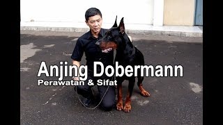 Perawatan amp Sifat Anjing Dobermann Bersama William Soedharman quotDockermann Kennelquot [upl. by Larkins]