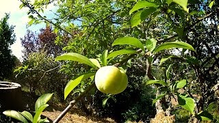 Árboles Frutales  El Ciruelo  Arbol de ciruela [upl. by Ttoille621]