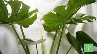 Geminy Monstera Time Lapse  12 Days [upl. by Reube]