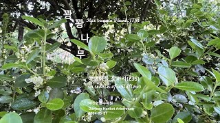 꽝꽝나무 Ilex crenata 야생화를 찾아서235 in search of wildflowers 한밭수목원 Hanbat Arboretum [upl. by Finnigan]