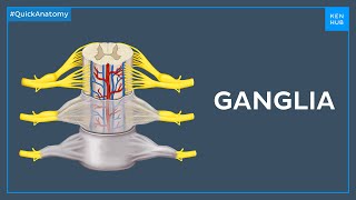 Types of ganglia  Quick Anatomy  Kenhub [upl. by Ardnaet]