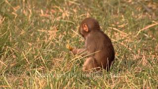 Rhesus macaques grooming and bonding with each other [upl. by Cleasta]