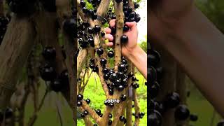 La extraña fruta Jabuticaba [upl. by Suryt]