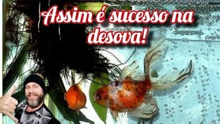 Desovas de kinguios Assim é sucesso [upl. by Anitsihc]