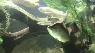 Feeding my pet Barramundi MonsterFishKeepers [upl. by Yauqaj605]