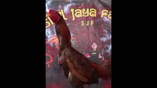 Ayam super full brakot [upl. by Florian546]