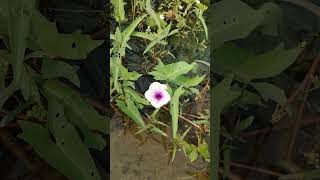 কলমি শাকের ফুল। Ipomoea aquaticariver spinachwater morning glorywater convolvulusSwamp cabbage [upl. by Peugia]