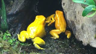 phyllobates terribilis fight for dominance [upl. by Minnie]