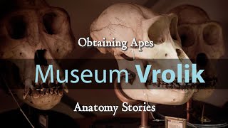 Museum Vrolik  Anatomy Stories 7 Obtaining Apes [upl. by Eerolam]