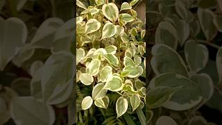 shorts Peperomia scandens variegata pendente [upl. by Lovato]