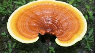 Health Benefits Of Reishi Mushroom [upl. by Achilles]