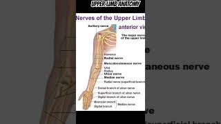 Upper Limb Anatomy anatomy doctor medicine upperlimb [upl. by Ahsoet]