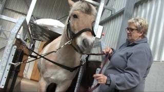 Hippotherapy with HandiMove  Hippodroom StOda Overpelt Belgium [upl. by Robenia865]