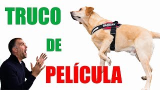 Cómo Enseñar a Tu PERRO a COJEAR Método SENCILLO [upl. by Furie]