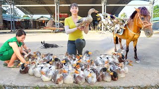 Harvesting Many Ducks Goes To The Market Sell  Use a Horses To Carry Ducks  Tiểu Vân Daily Life [upl. by Manvil]