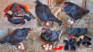 Black Hen 5 laying eggs  Hen 5 chicks hatched  Beautiful and colorful chicks came out  Hen Baby [upl. by Kimbell]