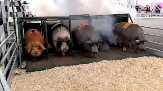 Pig races popular at New Jersey state fair [upl. by Koval318]