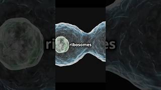 Ribosomes The Key Difference Between Prokaryotic vs Eukaryotic cells 🌟 [upl. by Judd]