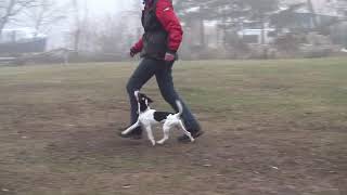 Parson Russell Terrier Obedience Unterordnung [upl. by Assennej789]