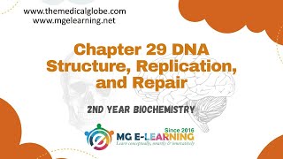 Chapter 29 DNA Structure Replication and Repair Storage and Expression of Genetic Information [upl. by Oirazan522]