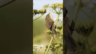 Elusive Chiffchaff provides a delicate moment in nature birds [upl. by Melesa]