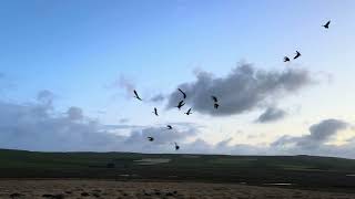 Orkney Goose Hunts  September week 2  Greylag goose hunting [upl. by Yerfej426]