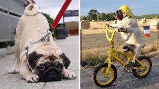 The Funniest Pug Video Which Will Make You Die Laughing  Funny and Cute Pug Puppies [upl. by Niple]