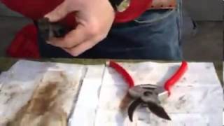 How to Clean a Hand Pruner [upl. by Agler]