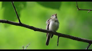 Acadian flycatcher singing [upl. by Suicul553]