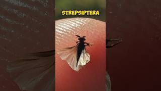 Body Invading Parasites Strepsiptera Facts strepsiptera learn shorts [upl. by Garrard]