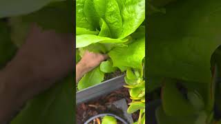 Beautiful Cos Lettuce vegetables garden gardening fresh lettucegrow [upl. by Cinom]