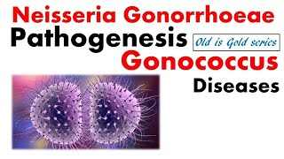 Neisseria gonorrhoeae Microbiology  pathogenesis infection Lab diagnosis treatment [upl. by Oletha255]