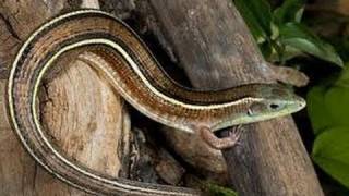 Yellow Throated Plated Lizard [upl. by Pedrick102]