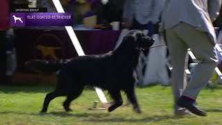 Retrievers FlatCoated  Breed Judging 2021 [upl. by Iahc]