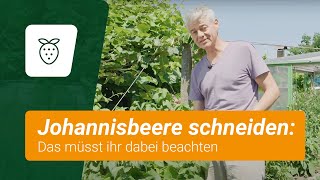 Johannisbeere schneiden Das müsst ihr dabei beachten [upl. by Stanleigh]