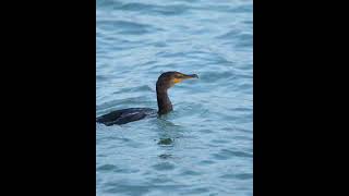 Doublecrested Cormmorant Diving [upl. by Bettencourt417]