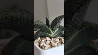 Gasteria Armstrongii Plant Growth shortsvideo succulent [upl. by Aylat]