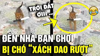 Đến nhà bạn chơi thanh niên bị chú chó XÁCH DAO RƯỢT chạy thục mạng  Tin Nhanh 3 Phút [upl. by Esereht]